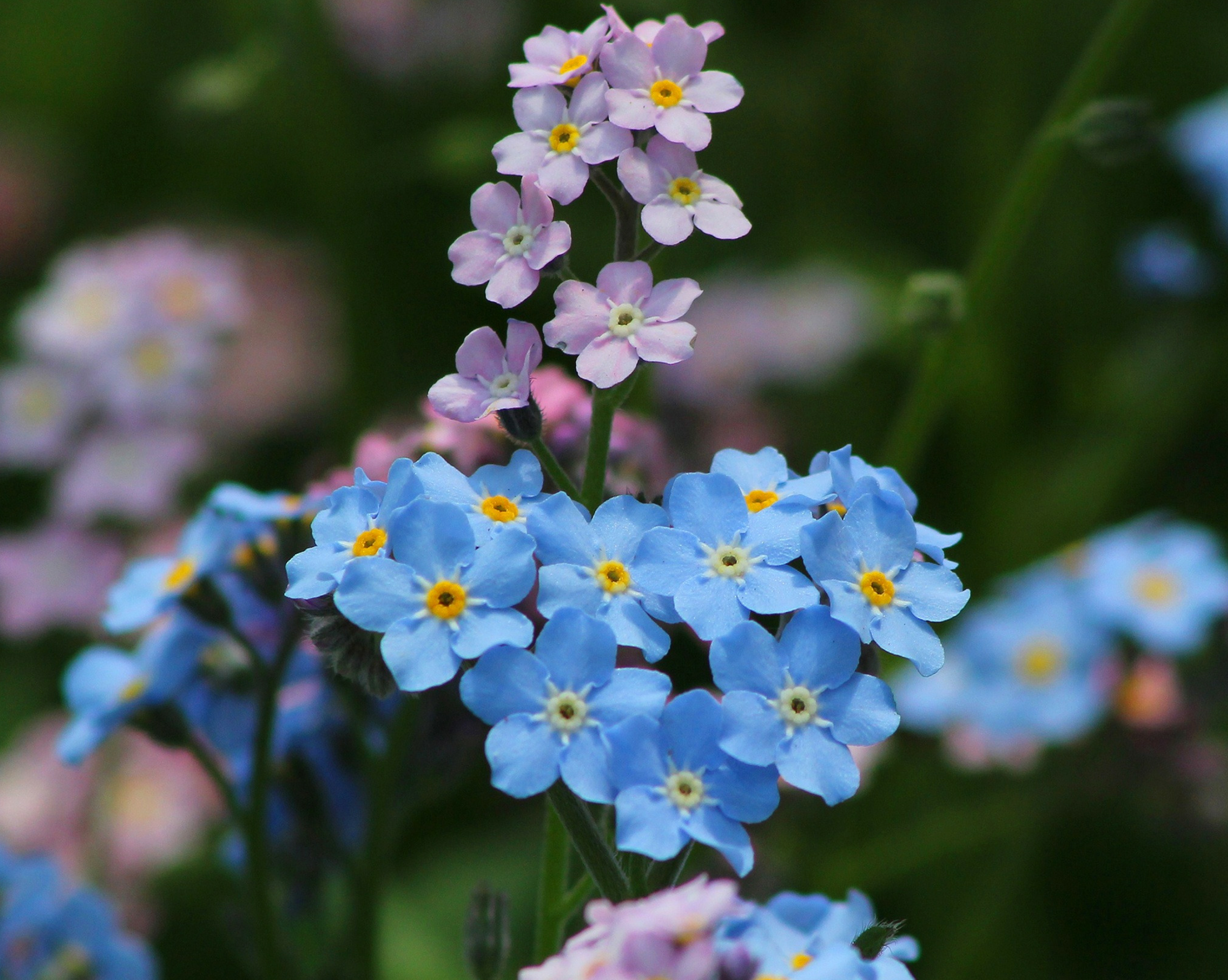 Notre offre de parrainage Printemps 2019 ! 1 spring