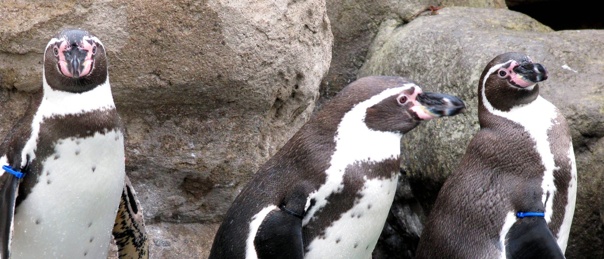 Zoo Barcelona