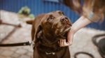 chocolate lab dog 4460x4460