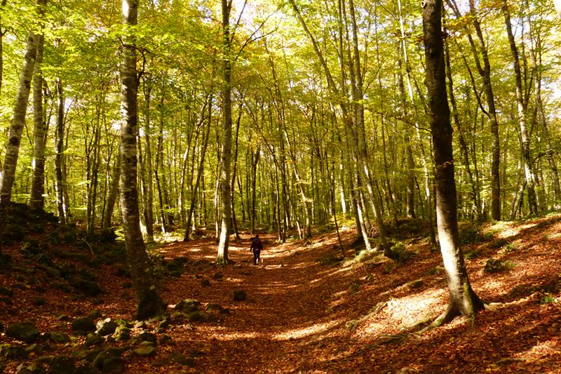 Fageda den jordà