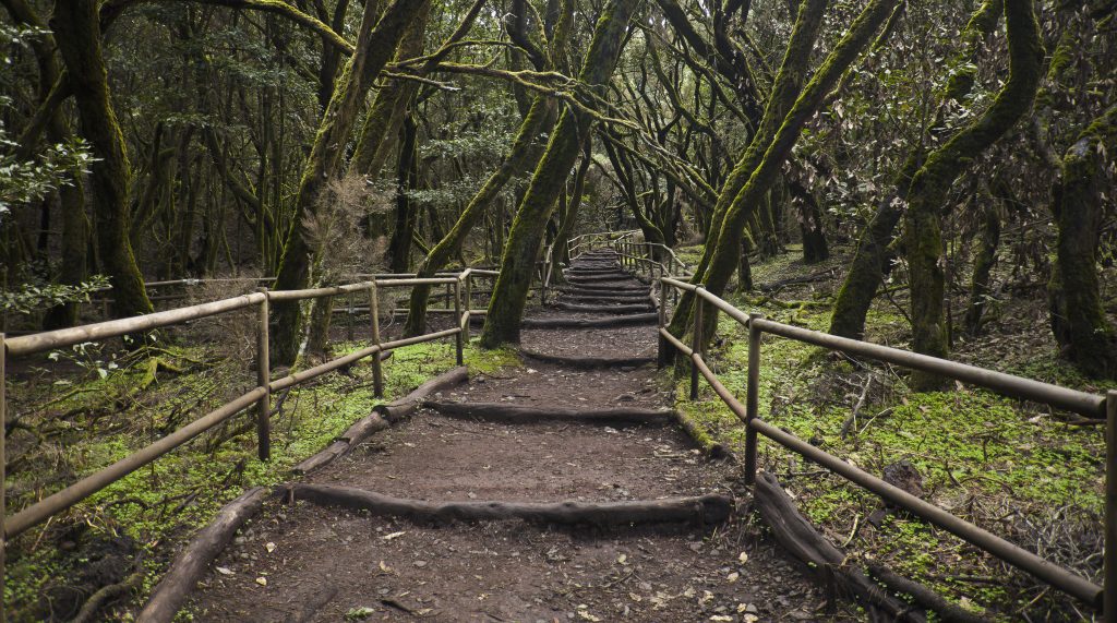 Parc National de Garajonay