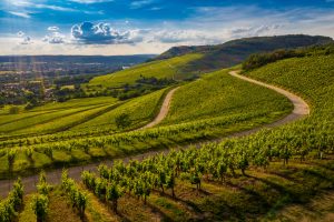 Top 5 Route des Vins en Espagne : Une Expérience Inoubliable 1 route des vins