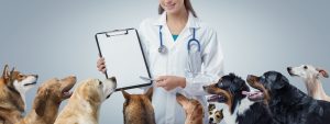 adopter un animal en espagne