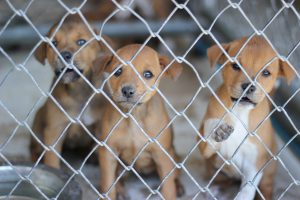 adopter un animal en espagne
