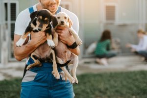 adopter un animal en espagne