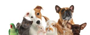 adopter un animal en espagne