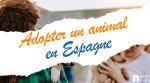Adopter un animal en Espagne en 2025 : législation, refuges, coûts et conseils indispensables 1 Adopter un animal en espagne