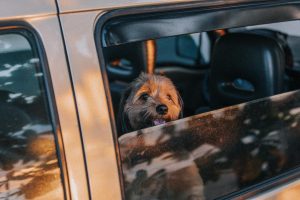 Retour en France après une expatriation en Espagne 4 penser à ses animaux de compagnie lors de son retour en France