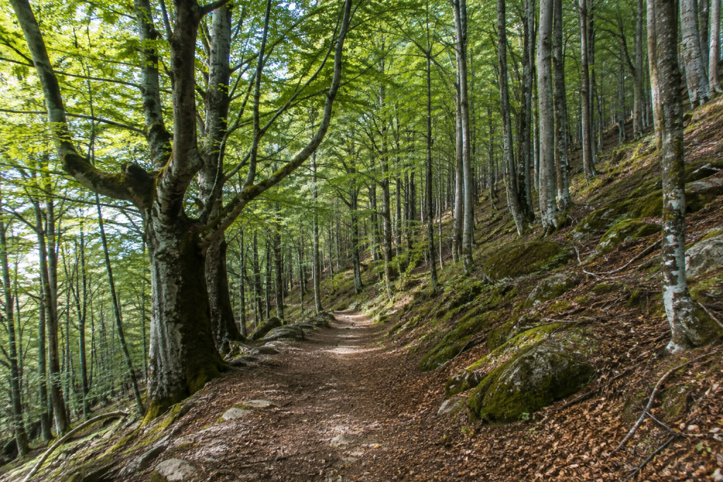 Hors des sentiers battus : les meilleures randonnées autour de Barcelone 4 Randonnées autour de Barcelone dans une forêt du Montseny sur un sentier ombragé.